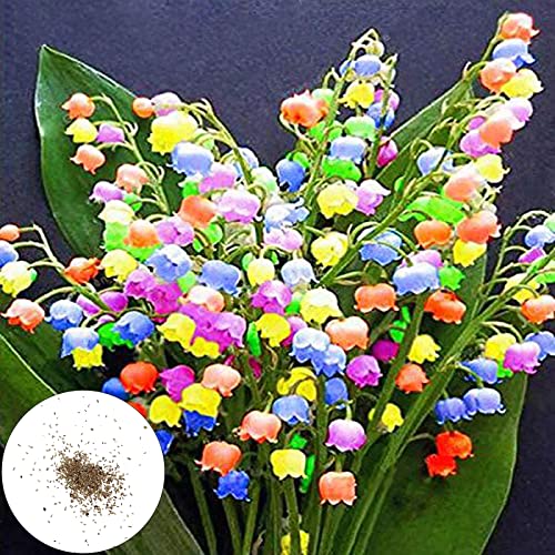 Luojuny Samen Verschönern Sie leichte leichte Kultivierung Blumensamen für den Außenbereich von Luojuny