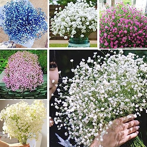 Luojuny Schleierkraut-Samen, 200 Stück/Beutel, Schleierkraut-Samen, hohe Keimrate, rustikal, dekorativ, lebendige Schleierkraut-Samen für den Garten Gypsophila-Samen von Luojuny