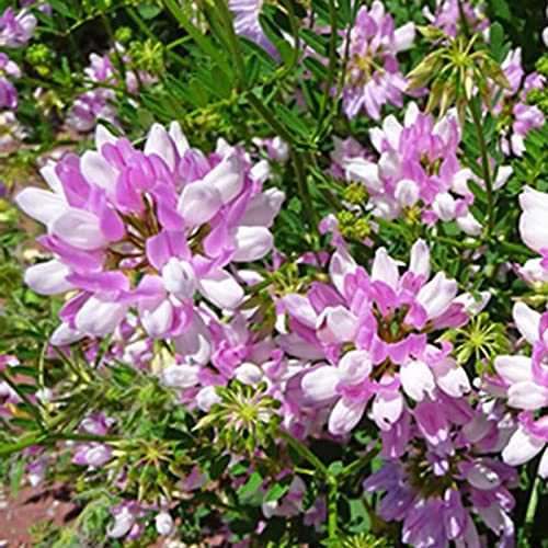 Luojuny Securigera Varia-Samen, 100 Stück/Beutel, Gute Ernte, blühende, gentechnikfreie Bonsai-dekorative Kronenwicken-Samen für den Garten Rosa von Luojuny