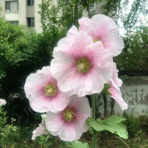 Luojuny Stockrose-Samen, 50 Stück/Set blühende Samen, alle zwei Jahre vollsonnig, mittlere Bewässerung, Stockrose-Samen für den Garten Rosa von Luojuny