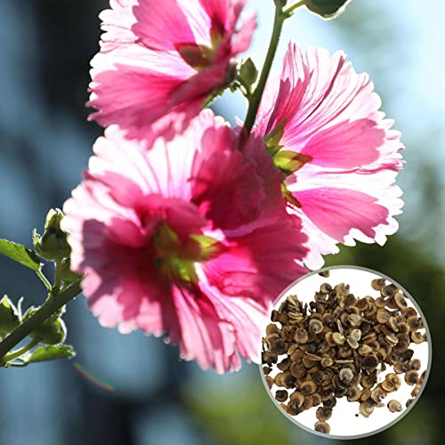 Luojuny Stockrosen-Samen, 50 Stück/Beutel, Blumensamen, einfach zu Pflanzen, mittlere Bewässerung, gemischte Farbe, Stockrosen-Samen, Pflanzwerkzeug für Balkon Saatgut von Luojuny