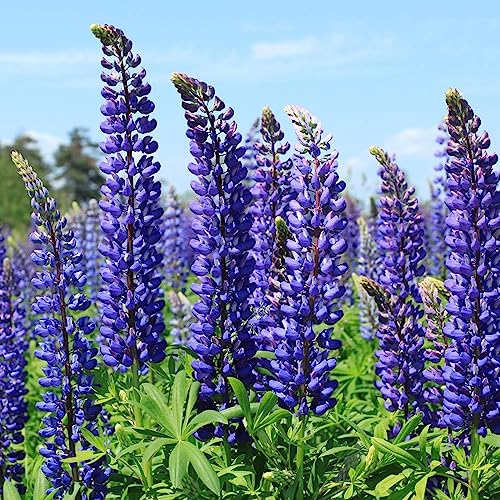 Luojuny Texensis-Samen, 30 Stück/Beutel, einjährige, lebendige georgische Blumensamen, ausgezeichnete Produktion von blauen Lupinus Texensis-Samen für Zuhause Blau Lupinensamen von Luojuny