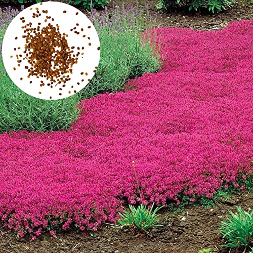 Luojuny Thymiansamen, 200 Stück/Beutel, Blumensamen, einfach zu Pflanzen, mehrfarbige kriechende Thymiansamen, Gartengerät für den Garten Saatgut von Luojuny