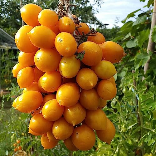 Luojuny Tomatensamen, 1 Beutel Samen, gentechnikfreie, essbare, ertragreiche Tomatensamen für den Garten Samen von Luojuny
