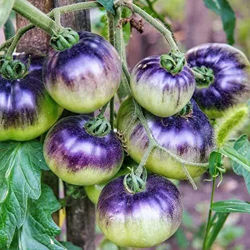 Luojuny Tomatensamen, 20 Stück Gemüsesamen Starke Vitalität Blühende Kompakte Einfache Keimung Lebendige Frucht Tomatensamen für Zuhause Violett von Luojuny