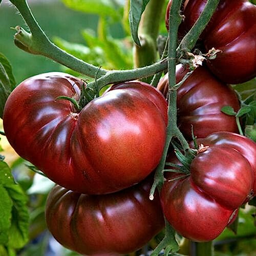 Luojuny Tomatensamen, 50 Stück/Beutel, einjährige Tomatensamen, schöne schwarze, einfach zu züchtende Gemüsesamen zum Pflanzen Schwarz Lila Seltene Tomatensamen von Luojuny