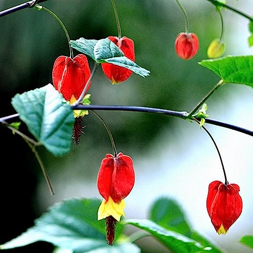 Luojuny Tränendes Herz-Blumensamen, 25 Stück/Beutel, herzförmige Blätter, Sonnenschein erforderlich, gentechnikfrei, Garten-Blutendes Herz-Blumensämlinge für Bonsai Abutilon megapotamicum Samen von Luojuny