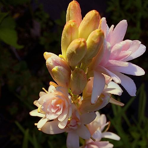 Luojuny Tuberose-Samen, 50 Stück/Beutel Tuberose-Samen, lebensfähig, produktiv, blühend, natürlich, duftend, dekorative Blumen-Bonsai-Sämlinge für den Garten Samen von Luojuny