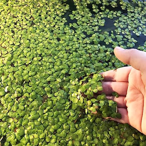 Luojuny Wasserlinsen-Samen, 100 Stück/Beutel, Wasserlinsen-Samen, schwimmende Pflanzen mit hoher Keimung, seltene Aquarium-Grassämlinge für Aquarien Saatgut von Luojuny