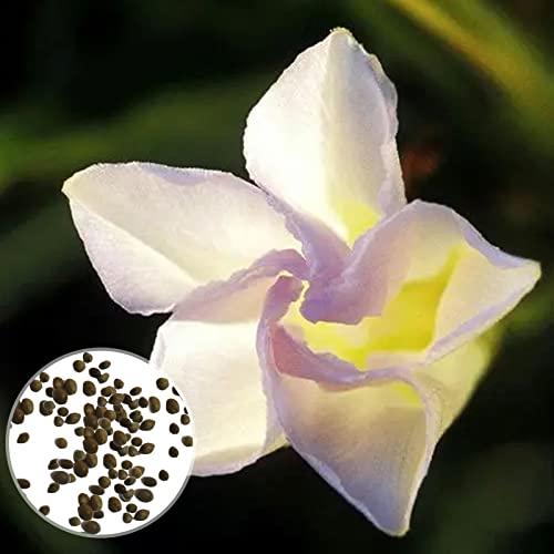 Luojuny Weiße Moonflower-Samen, 150 Teile/satz Weiße Moonflower-Samen, gentechnikfrei, natürlich, einfach zu kultivieren, jährliche Outdoor-Gartenblumen-Gartensamen, Gartenzubehör Saatgut von Luojuny