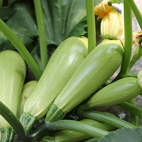 Luojuny Zucchini-Kürbis-Samen, 30 Stück/Beutel, Zucchini-Kürbis-Samen, hitzebeständige grüne Bonsai-Kürbis-Samen für den Familiengarten Samen von Luojuny