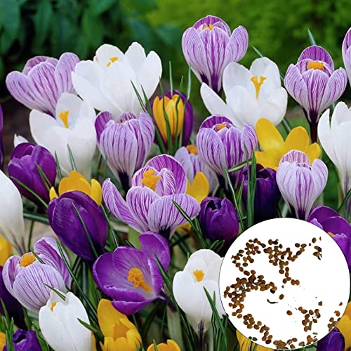 Samen, 100 Stück/Set Full Sun Georgic Seeds Medium Watering Clumping Crocus Seeds zum Pflanzen, zieht Bienen an – mehrfarbig von Luojuny