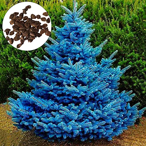 Samen, 150 Stück/Beutel Picea Pungens-Samen, fruchtbare, zugfeste, schnell wachsende Bonsai-Garten-Blaufichtensamen zum Pflanzen, zieht Bienen an – blau von Luojuny