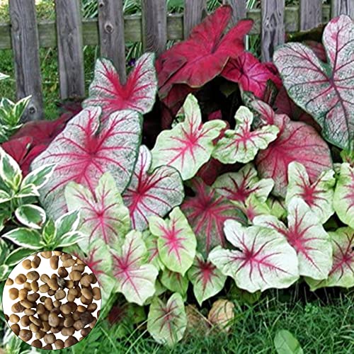 Samen, 200 Stück/Beutel Caladium-Samen voller Vitalität, schnell wachsende, produktive Bonsai-Gartenpflanzen, Zwiebeln zum Pflanzen, zieht Bienen an – Mischfarbe von Luojuny