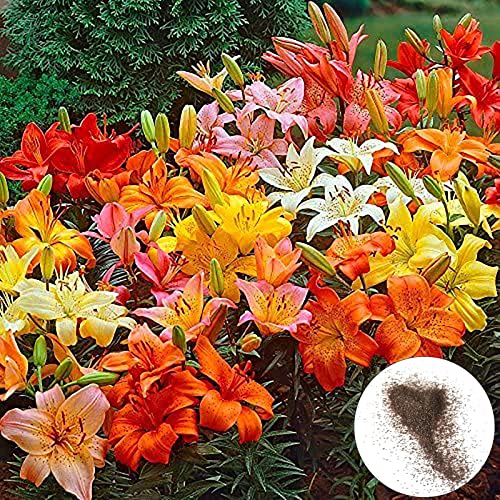 Samen, 300 Stück/Beutel Alstroemeria Hybrida-Samen, schnell wachsende, mehrfarbige, frische, dekorative, blühende Bonsai-Samen zum Pflanzen, zieht Bienen an – Mischfarbe von Luojuny