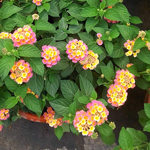 Samen, 300 Stück/Beutel Lantana Camara-Samen, schnell wachsende Mischung, Farbe, natürlich, hervorragende Produktion von Blumensamen zum Pflanzen, zieht Bienen an – Mischungsfarbe von Luojuny