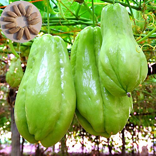 Samen, 50 Stück/Beutel Chayote-Samen, essbar, gute Ernte, frisch, ausgezeichnet, produzierende Gartensamen zum Pflanzen, zieht Bienen an – Chayote-Samen von Luojuny