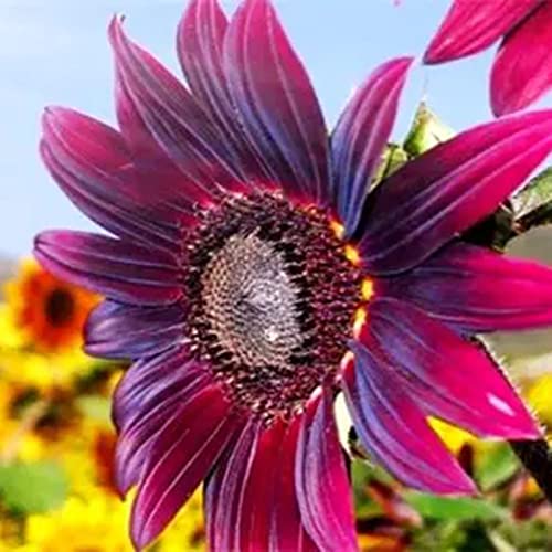 Sonnenblumensamen, 100 Stück Pflanzensamen, duftend, gentechnikfrei, frische, natürliche Mini-Sonnenblumensamen, Gartenzubehör zum Pflanzen, zieht Bienen an – purpurrot von Luojuny