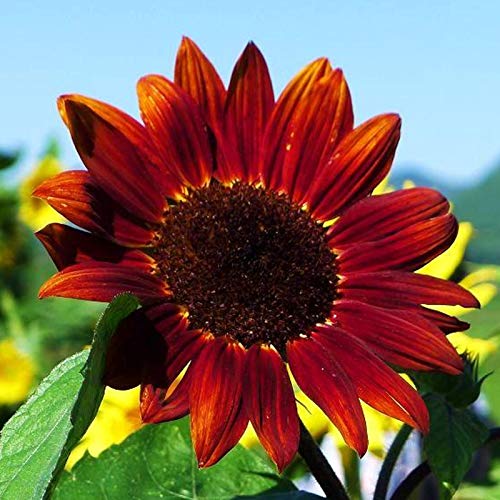 Sonnenblumensamen, 30 Stück Blumensamen verklumpen Medium Bewässerung Attraktive natürliche gemischte Sonnenblumensamen Gartenzubehör zum Pflanzen, zieht Bienen an – rot von Luojuny