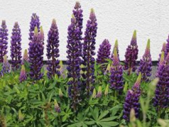 Lupine 'Camelot Blue' ®, Lupinus polyphyllus 'Camelot Blue' ®, Topfware von Lupinus polyphyllus 'Camelot Blue' ®