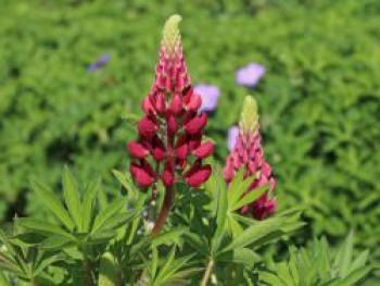 Lupine 'Camelot Red' ®, Lupinus polyphyllus 'Camelot Red' ®, Topfware von Lupinus polyphyllus 'Camelot Red' ®