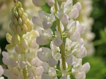 Vielblättrige Lupine 'Camelot White' ®, Lupinus polyphyllus 'Camelot White' ®, Topfware von Lupinus polyphyllus 'Camelot White' ®