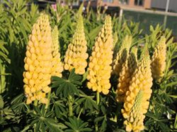 Lupine 'Desert Sun', Lupinus polyphyllus 'Desert Sun', Topfware von Lupinus polyphyllus 'Desert Sun'