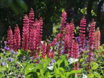 Lupine 'Edelknabe', Lupinus polyphyllus 'Edelknabe', Topfware von Lupinus polyphyllus 'Edelknabe'