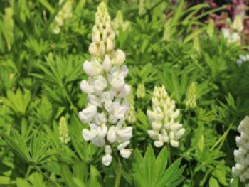 Lupine 'Fräulein', Lupinus polyphyllus 'Fräulein', Topfware von Lupinus polyphyllus 'Fräulein'