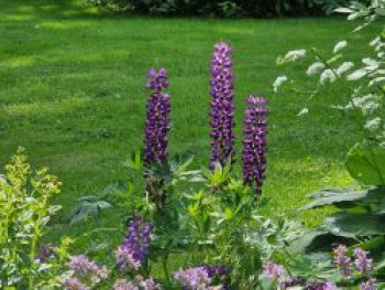 Lupine 'Gallery Blue Shades', Lupinus polyphyllus 'Gallery Blue Shades', Containerware von Lupinus polyphyllus 'Gallery Blue Shades'