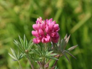 Lupine 'Gallery Pink', Lupinus polyphyllus 'Gallery Pink', Topfware von Lupinus polyphyllus 'Gallery Pink'