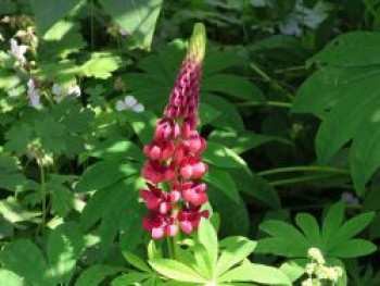 Lupine 'Gallery Red Shades', Lupinus polyphyllus 'Gallery Red Shades', Containerware von Lupinus polyphyllus 'Gallery Red Shades'