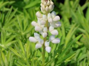 Lupine 'Gallery White Shades', Lupinus polyphyllus 'Gallery White Shades', Topfware von Lupinus polyphyllus 'Gallery White Shades'