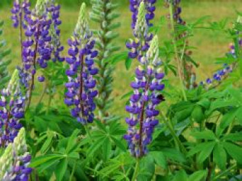 Lupine 'Kastellan', Lupinus polyphyllus 'Kastellan', Topfware von Lupinus polyphyllus 'Kastellan'