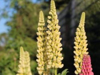 Lupine 'Kronleuchter', Lupinus polyphyllus 'Kronleuchter', Topfware von Lupinus polyphyllus 'Kronleuchter'
