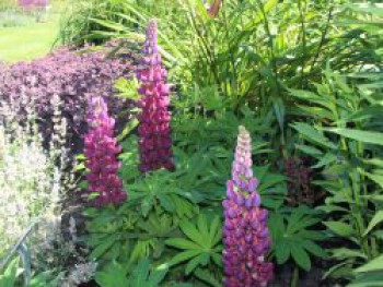 Lupine 'Masterpiece' ®, Lupinus polyphyllus 'Masterpiece' ®, Topfware von Lupinus polyphyllus 'Masterpiece' ®