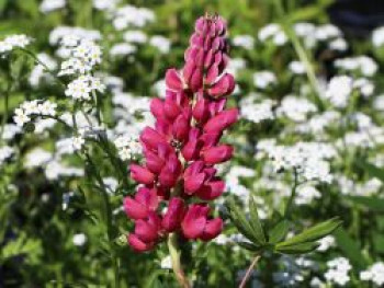 Lupine 'Mein Schloss', Lupinus polyphyllus 'Mein Schloss', Topfware von Lupinus polyphyllus 'Mein Schloss'