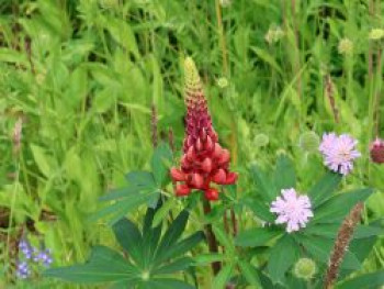 Lupine 'My Castle', Lupinus polyphyllus 'My Castle', Topfware von Lupinus polyphyllus 'My Castle'