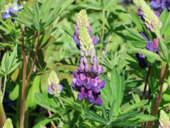 Zwergige Lupine 'Nanus Gallery Blau', Lupinus polyphyllus 'Nanus Gallery Blau', Topfware von Lupinus polyphyllus 'Nanus Gallery Blau'