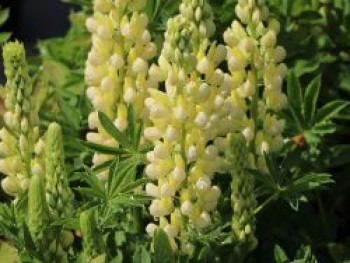 Vielblättrige Lupine 'Nanus Gallery Yellow Shades', Lupinus polyphyllus 'Nanus Gallery Yellow Shades', Topfware von Lupinus polyphyllus 'Nanus Gallery Yellow Shades'