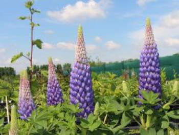 Lupine 'Persian Slipper', Lupinus polyphyllus 'Persian Slipper', Topfware von Lupinus polyphyllus 'Persian Slipper'