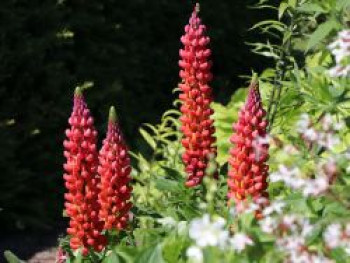 Lupine 'Towering Inferno', Lupinus polyphyllus 'Towering Inferno' ®, Topfware von Lupinus polyphyllus 'Towering Inferno' ®