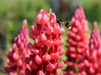 Lupine Westcountry-Serie 'Red Rum' ®, Lupinus polyphyllus Westcountry-Serie 'Red Rum' ®, Topfware von Lupinus polyphyllus Westcountry-Serie 'Red Rum' ®