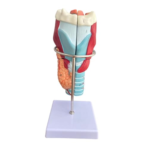 Luwecf Anatomisches Modell Des Menschlichen Kehlkopfes, 5 Teilig, Lehr Und Demonstrationswerkzeug von Luwecf