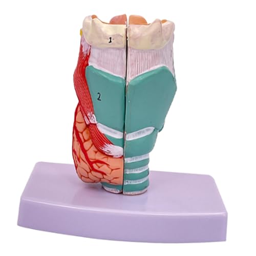 Luwecf Anatomisches Modell Des Menschlichen Kehlkopfes 1:1, Lehrmittel für Lernen Im Schulunterricht von Luwecf