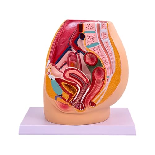 Luwecf Becken Anatomie Modell Lehrmittel für Ausbildung, Weiblich Luwecf Becken Anatomie Modell Lehrmittel für Ausbildung, Weiblich von Luwecf