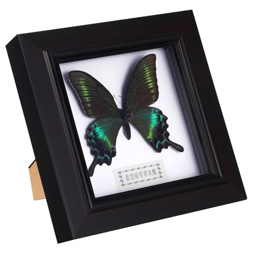 Luxshiny Specimen Display Frame mit Simuliertem Schmetterling Wand Tischdekoration Kreativer Bilderrahmen für Wohnzimmer Büro Schlafzimmer für Sammler und Freunde von Luxshiny