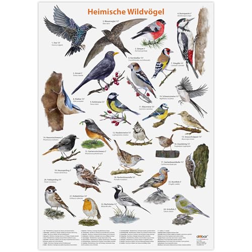 Luxus-Vogelhaus Hochwertiges Vogel-Poster DIN A2 zum Aufhängen - Großes Poster in Matt mit heimischen Wildvögeln handgezeichnet - Wand-Deko für Zuhause Luxus-Vogelhaus Hochwertiges Vogel-Poster DIN A2 zum Aufhängen - Großes Poster in Matt mit heimischen Wildvögeln handgezeichnet - Wand-Deko für Zuhause von Luxus-Vogelhaus