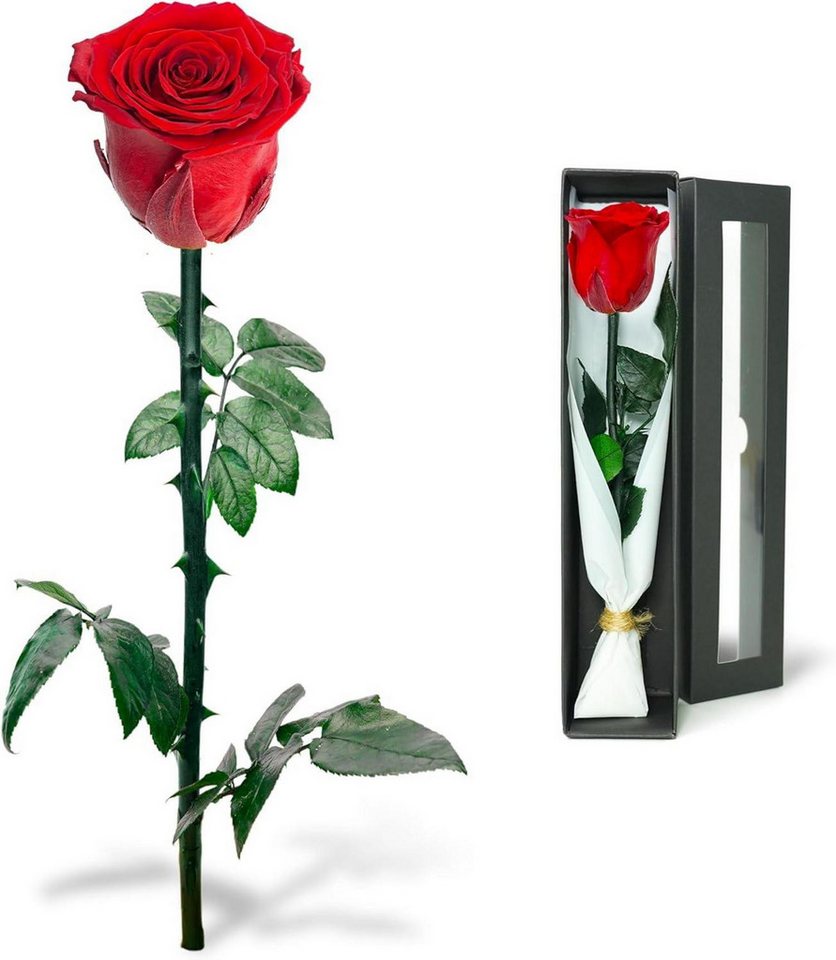 LuxusKollektion Dekohänger Infinity Rose - Ewige Rose in Rosenbox, Konservierte Blume mit von LuxusKollektion