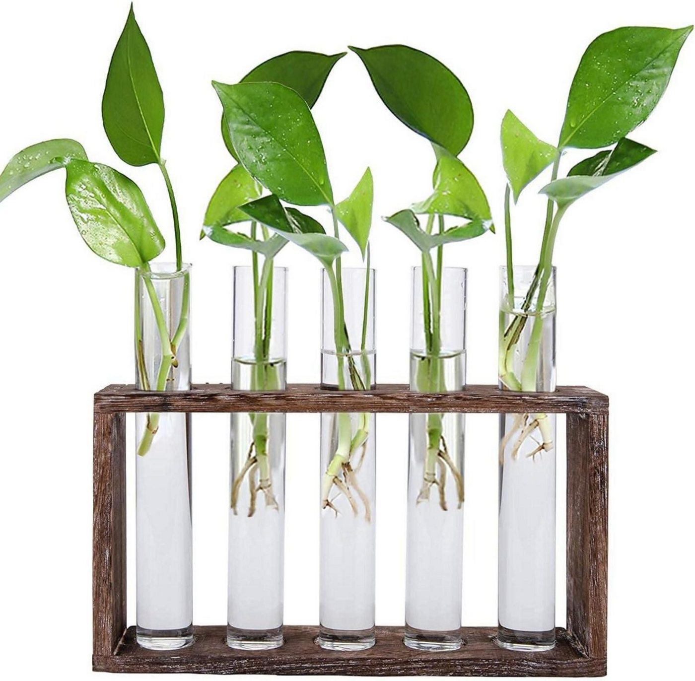 LuxusKollektion Glas Reagenzglas Vase mit 5 Rohren für Hydrokultur Pflanzen Vintage Glas LuxusKollektion Glas Reagenzglas Vase mit 5 Rohren für Hydrokultur Pflanzen Vintage Glas von LuxusKollektion